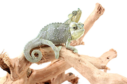 CB Helmeted Chameleon