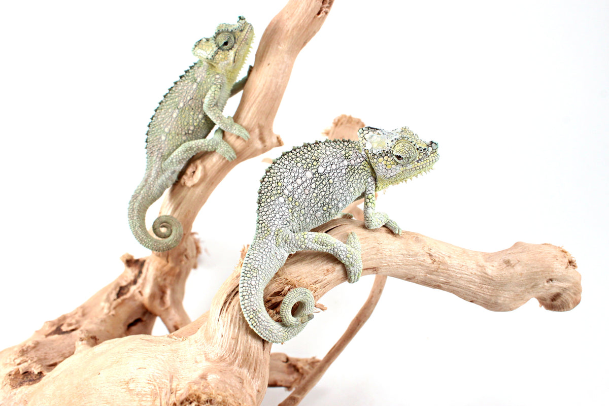 CB Helmeted Chameleon