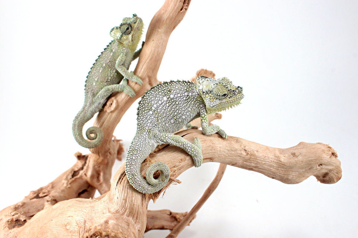 CB Helmeted Chameleon