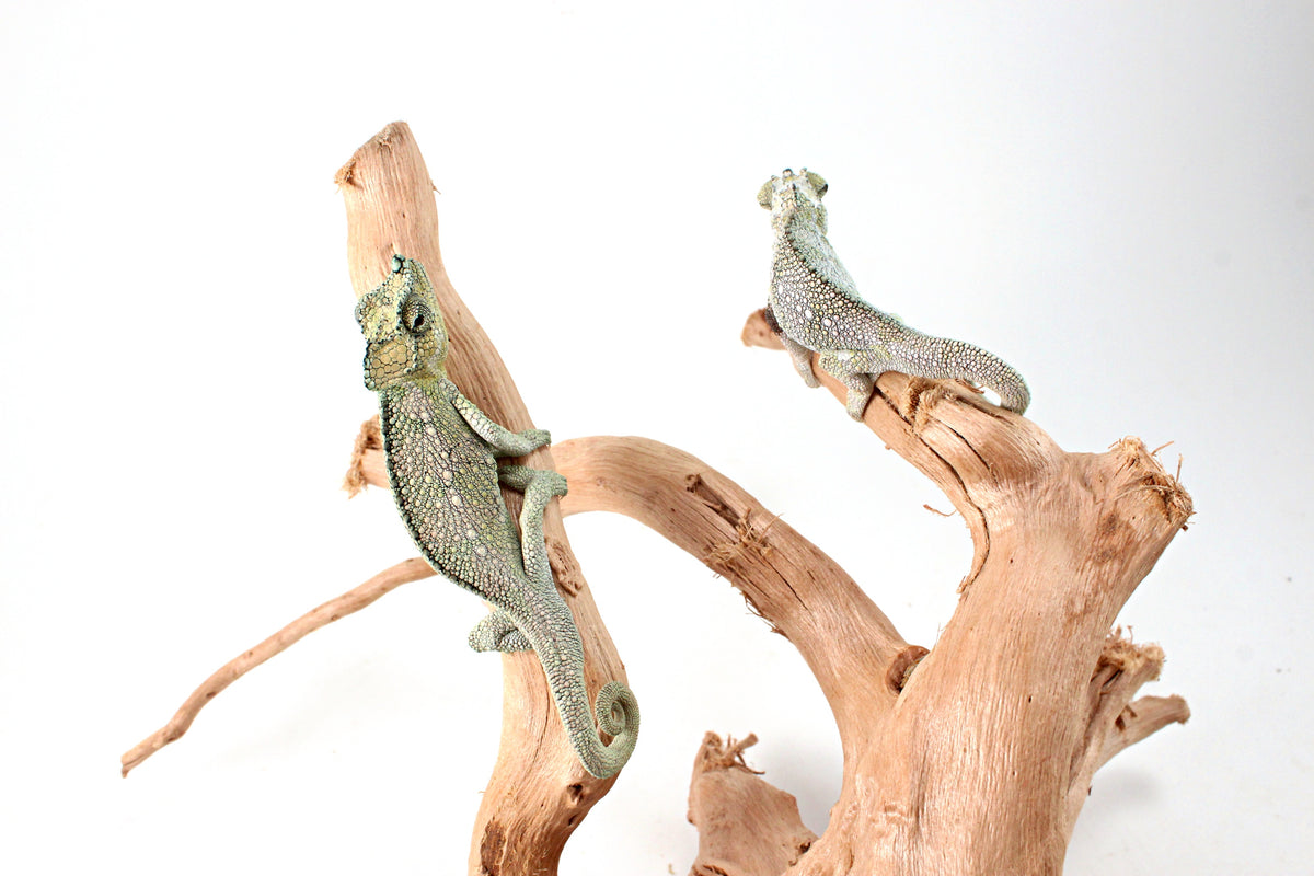CB Helmeted Chameleon