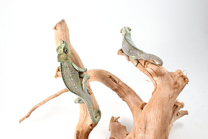 CB Helmeted Chameleon
