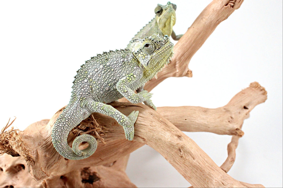 CB Helmeted Chameleon