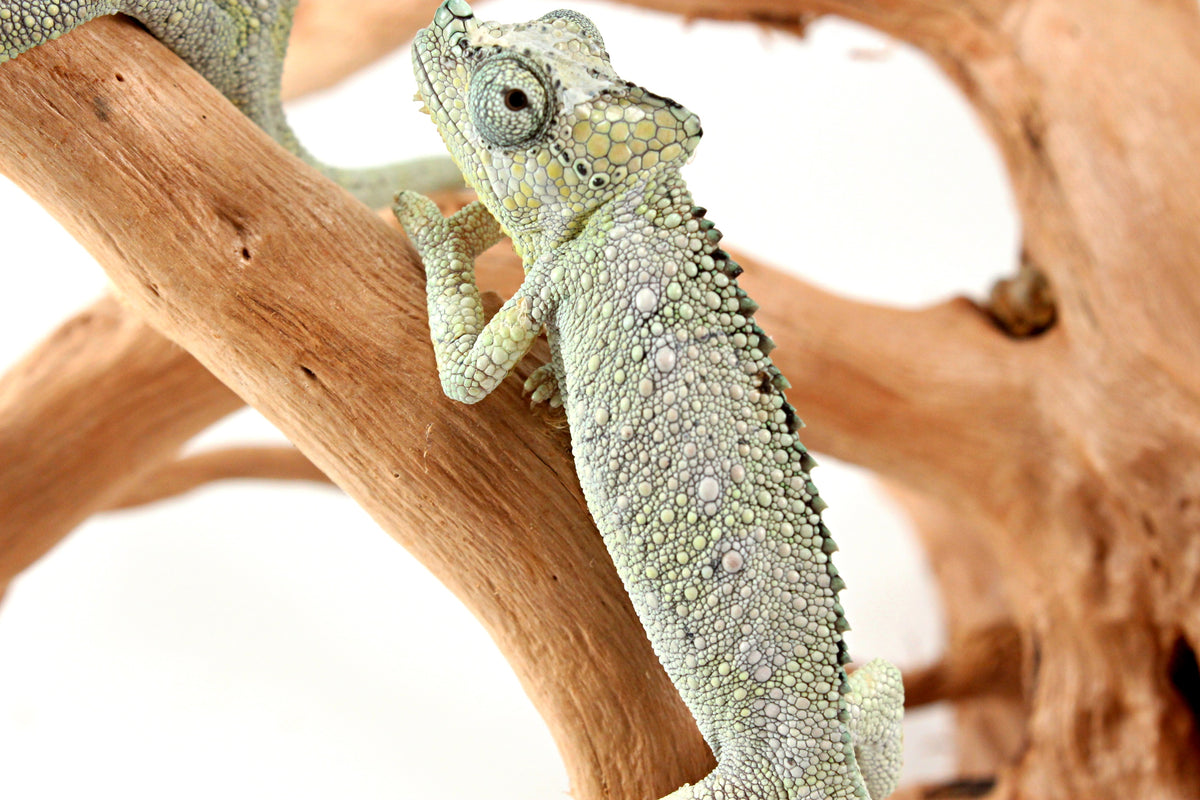 CB Helmeted Chameleon