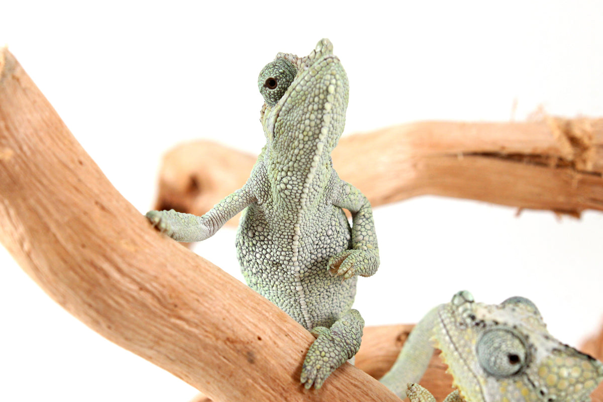 CB Helmeted Chameleon