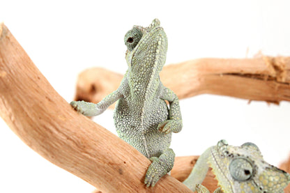 CB Helmeted Chameleon
