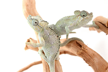 CB Helmeted Chameleon