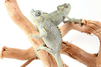 CB Helmeted Chameleon