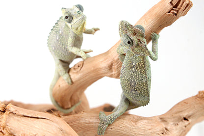 CB Helmeted Chameleon