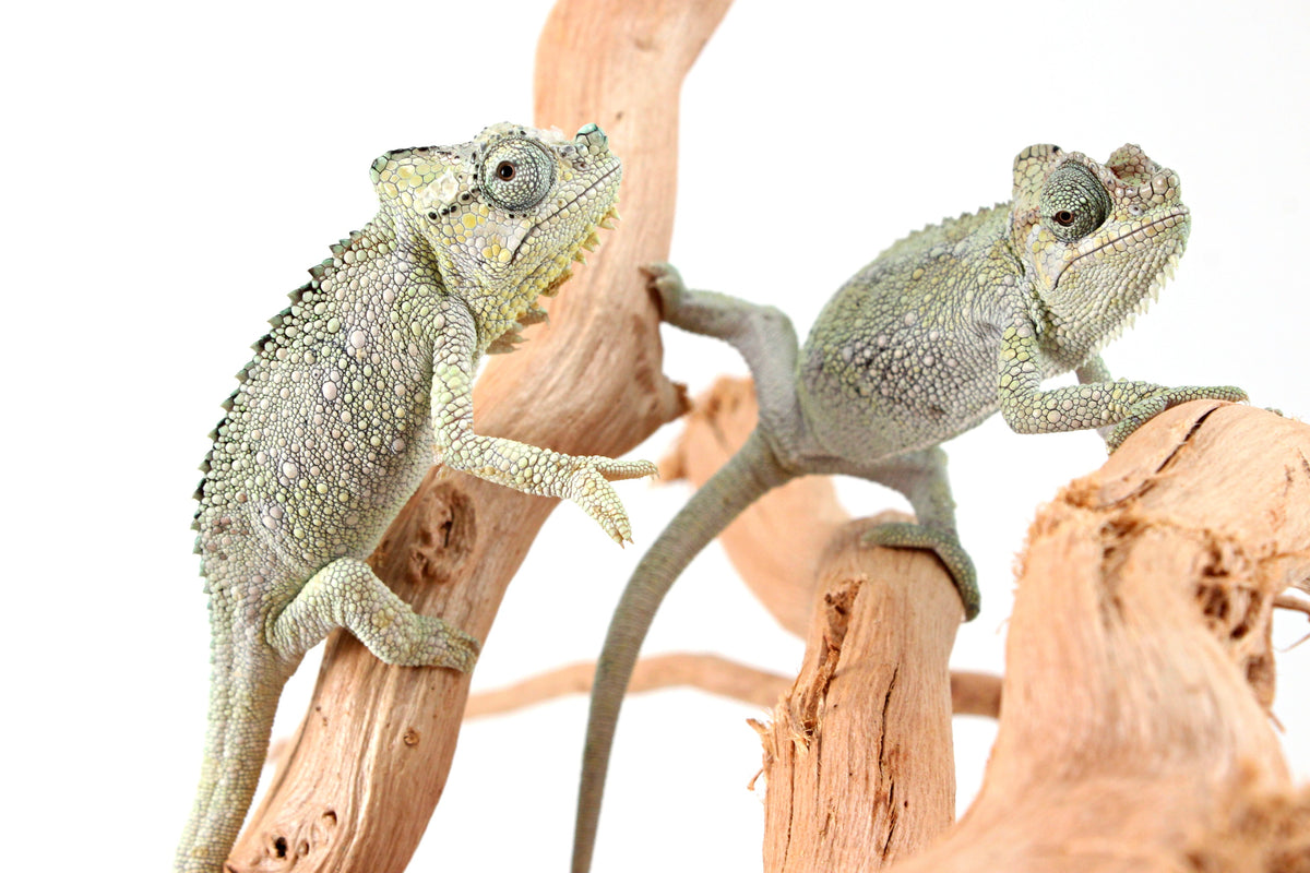 CB Helmeted Chameleon