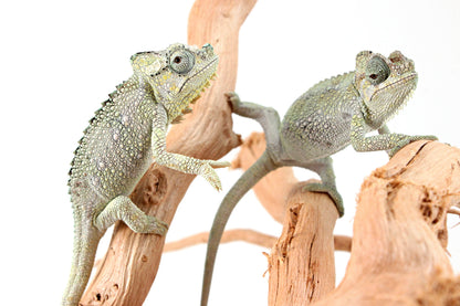 CB Helmeted Chameleon