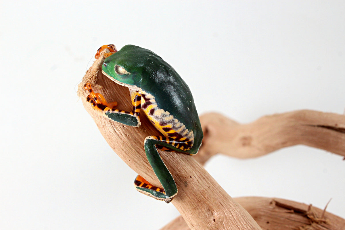 CB Super Tigerleg Monkey Tree Frog