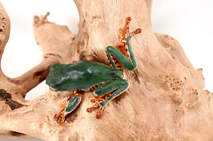 CB Super Tigerleg Monkey Tree Frog
