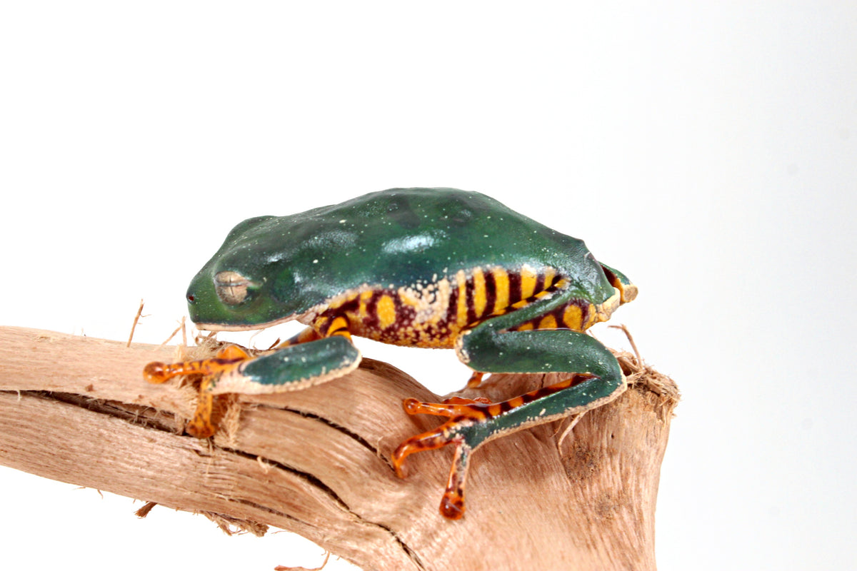 CB Super Tigerleg Monkey Tree Frog