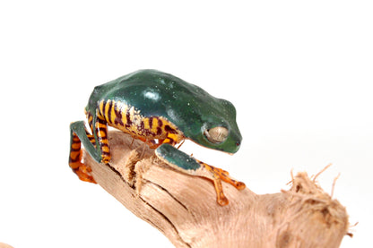 CB Super Tigerleg Monkey Tree Frog