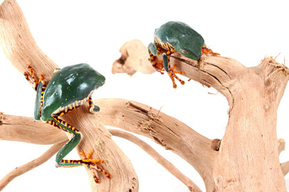 CB Super Tigerleg Monkey Tree Frog
