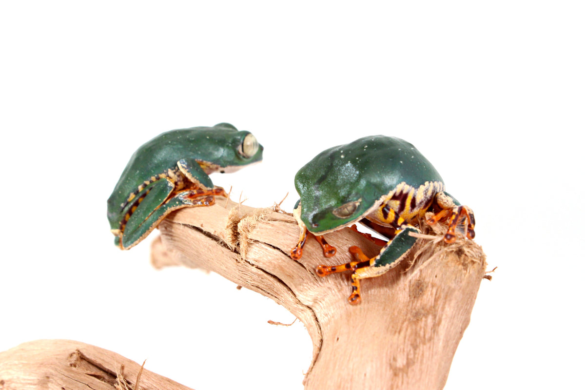 CB Super Tigerleg Monkey Tree Frog