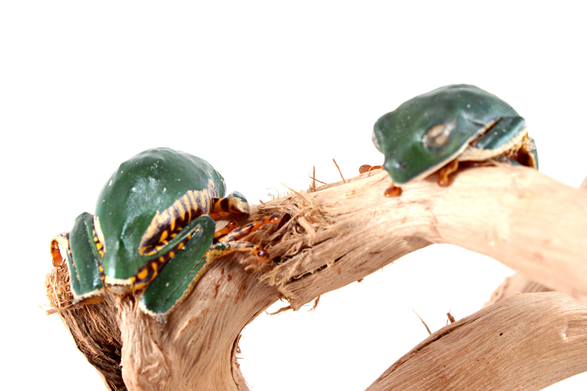 CB Super Tigerleg Monkey Tree Frog