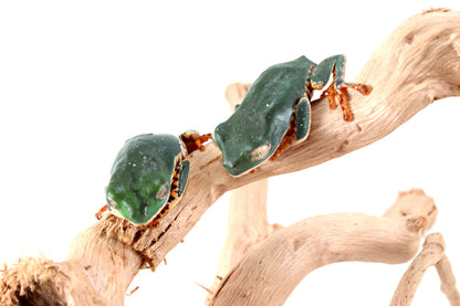 CB Super Tigerleg Monkey Tree Frog