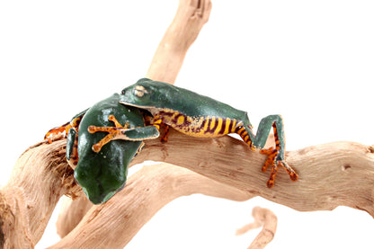 CB Super Tigerleg Monkey Tree Frog