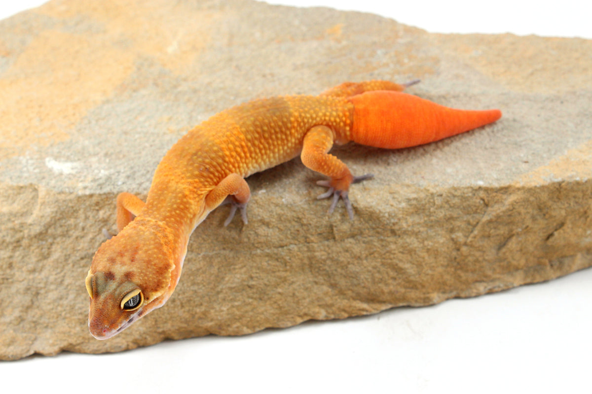 Tangerine Tornado Leopard Gecko - Regen Tail