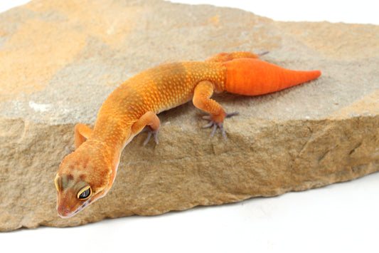 Tangerine Tornado Leopard Gecko - Regen Tail
