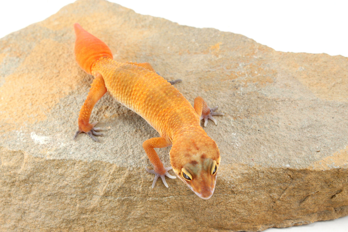 Tangerine Tornado Leopard Gecko - Regen Tail