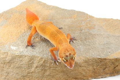 Tangerine Tornado Leopard Gecko - Regen Tail