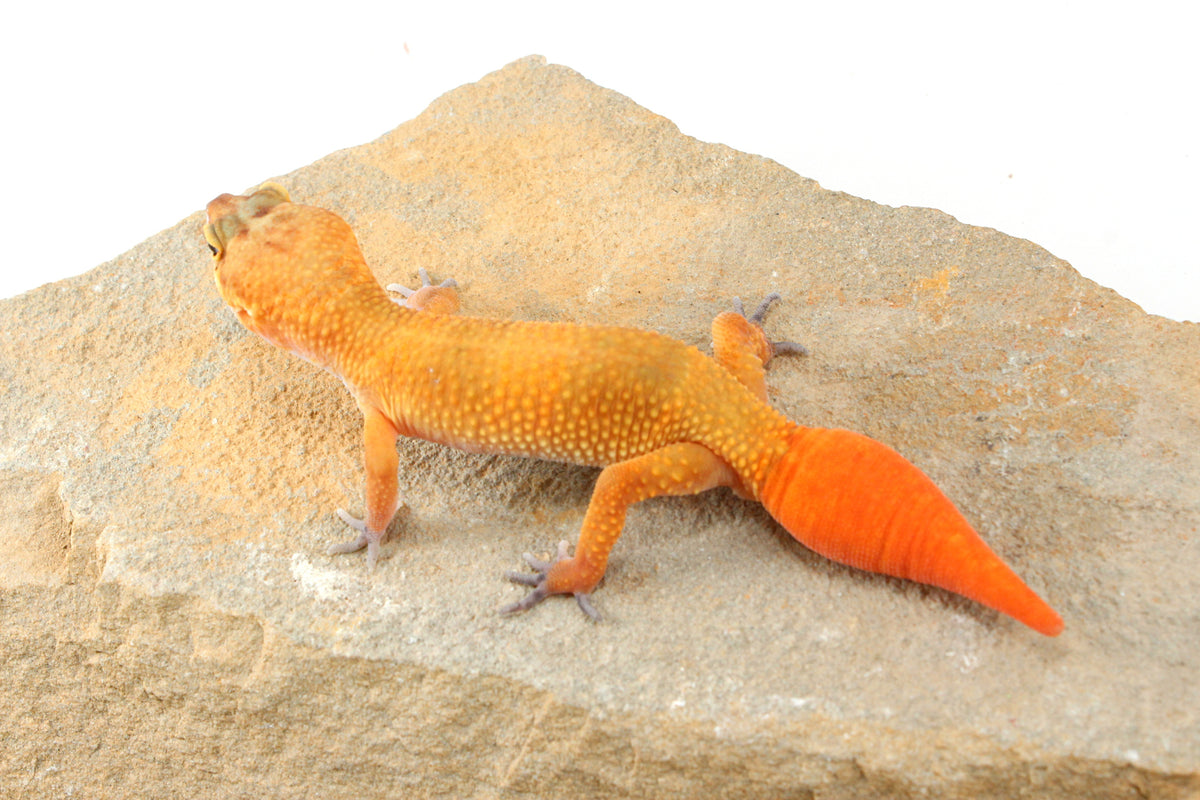 Tangerine Tornado Leopard Gecko - Regen Tail