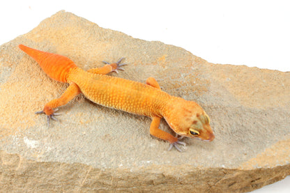 Tangerine Tornado Leopard Gecko - Regen Tail