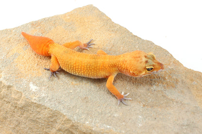 Tangerine Tornado Leopard Gecko - Regen Tail