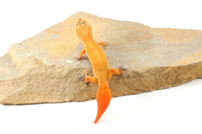 Tangerine Tornado Leopard Gecko - Regen Tail