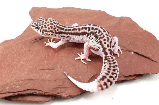 Galaxy Leopard Gecko