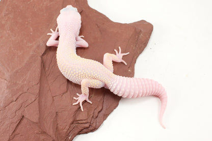 Diablo Blanco Leopard Gecko