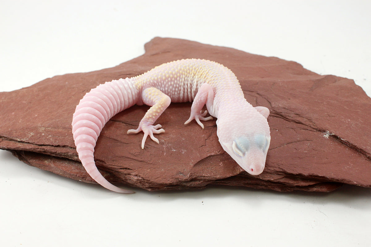 Diablo Blanco Leopard Gecko