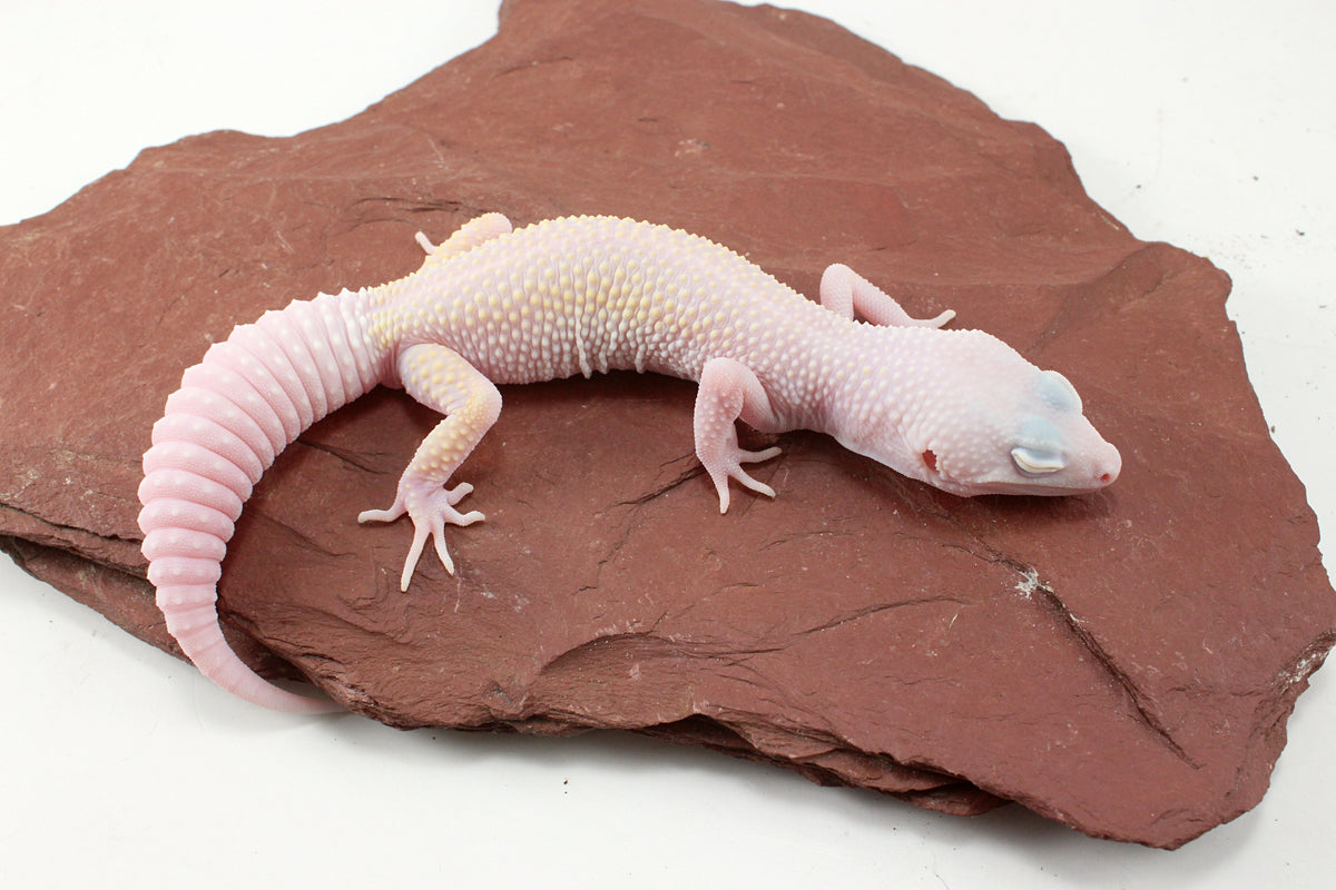 Diablo Blanco Leopard Gecko