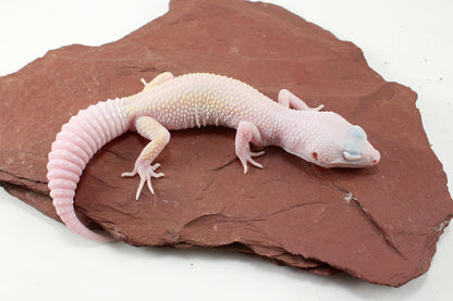 Diablo Blanco Leopard Gecko
