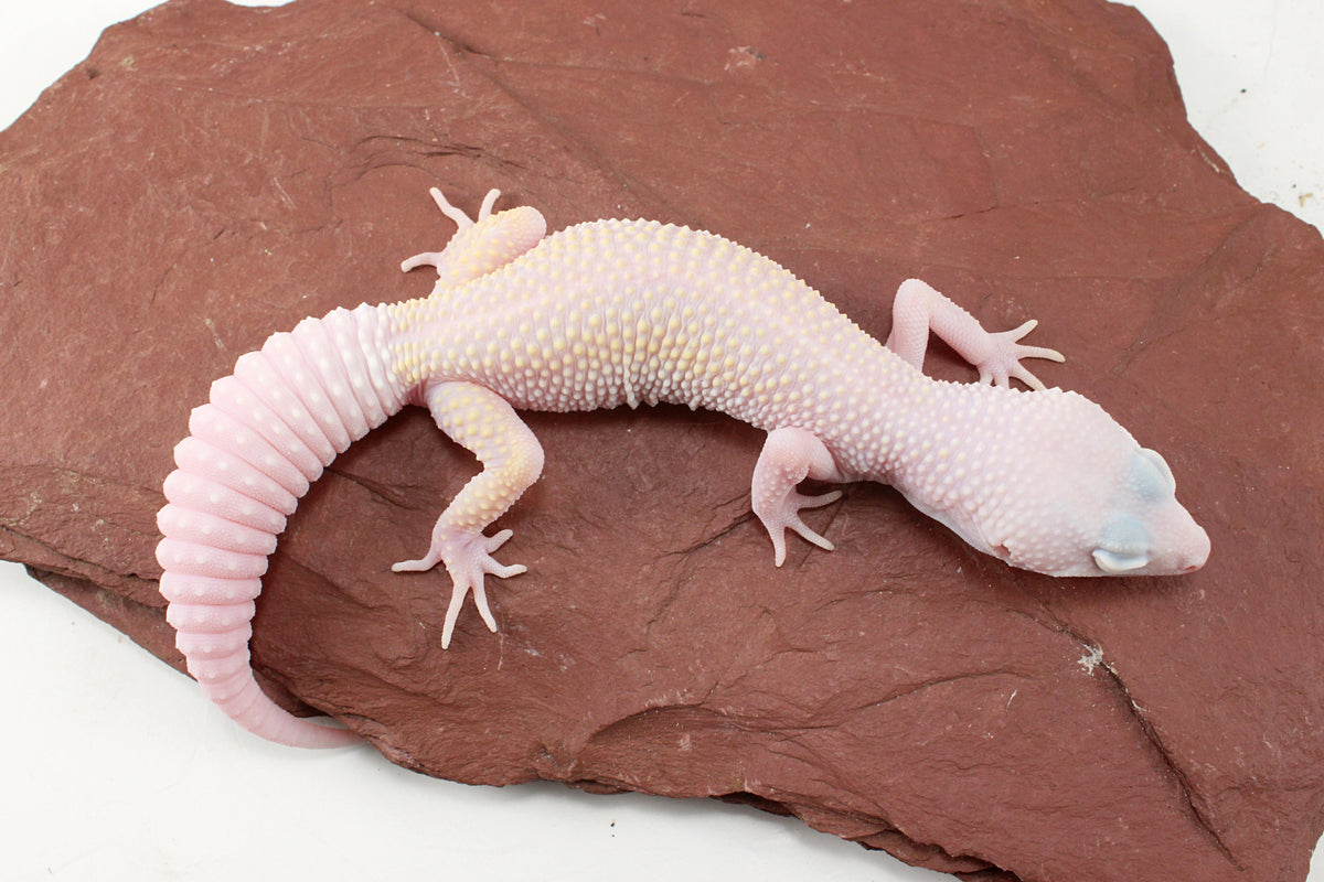 Diablo Blanco Leopard Gecko