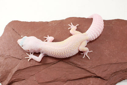 Diablo Blanco Leopard Gecko