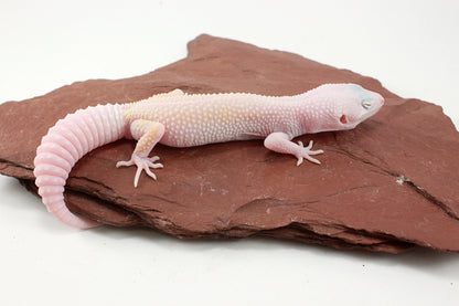 Diablo Blanco Leopard Gecko