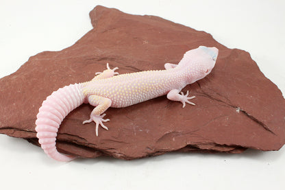 Diablo Blanco Leopard Gecko