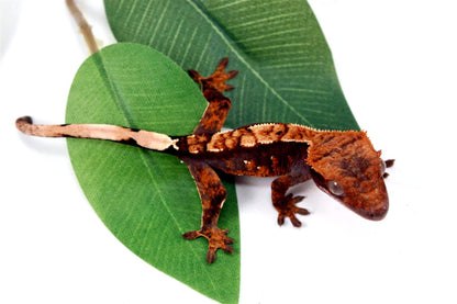 Harlequin Crested Gecko