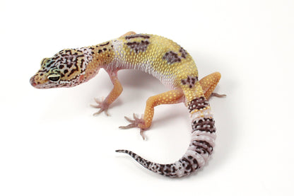 Galaxy X Murphy's Patternless Leopard Gecko