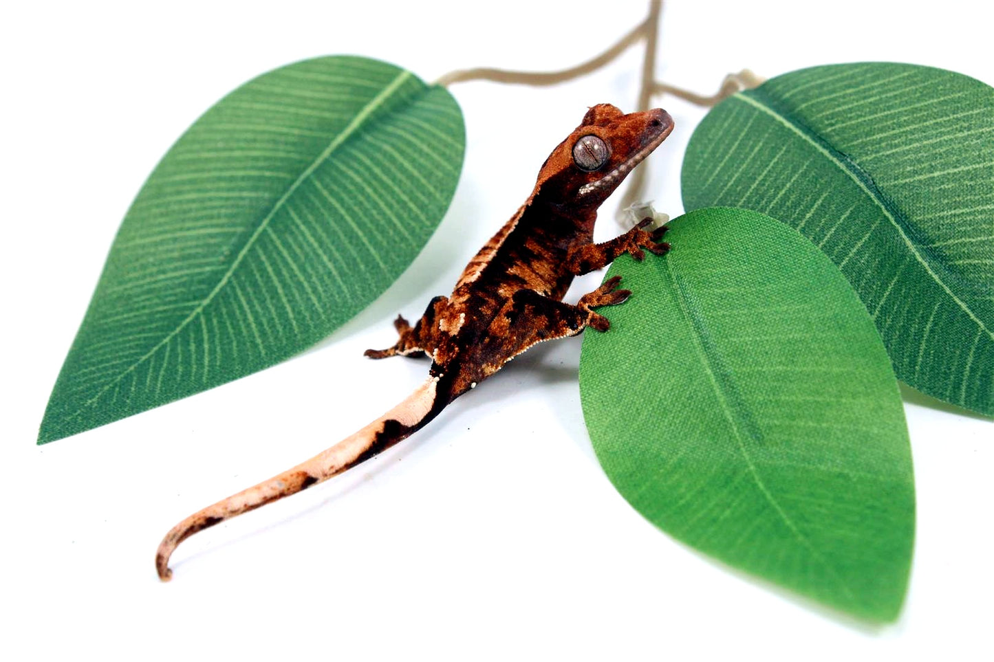 Harlequin Crested Gecko