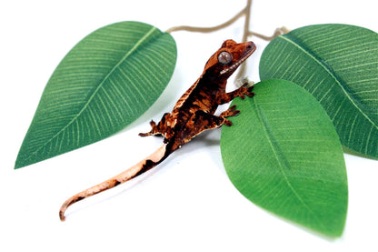 Harlequin Crested Gecko