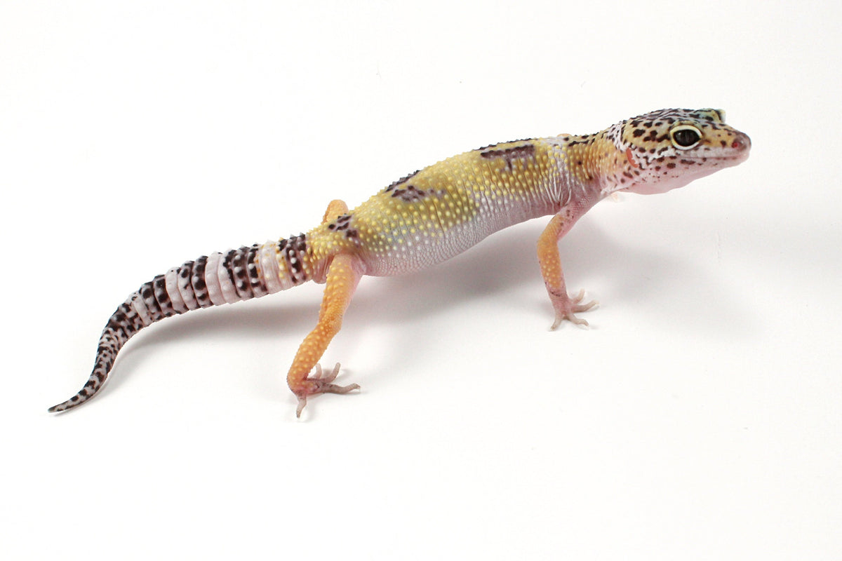 Galaxy X Murphy's Patternless Leopard Gecko