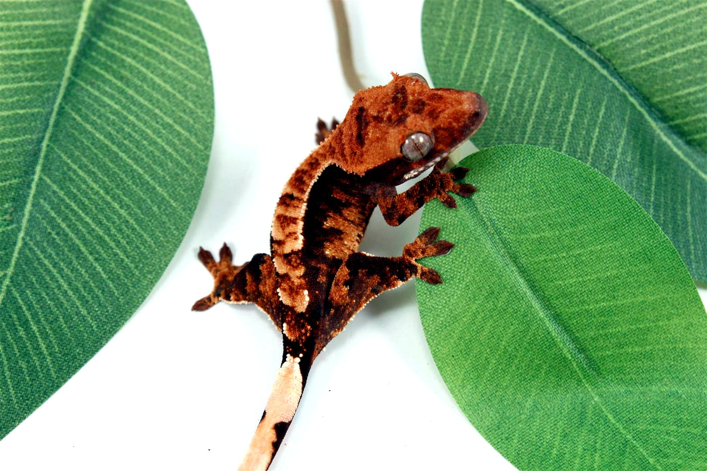 Harlequin Crested Gecko