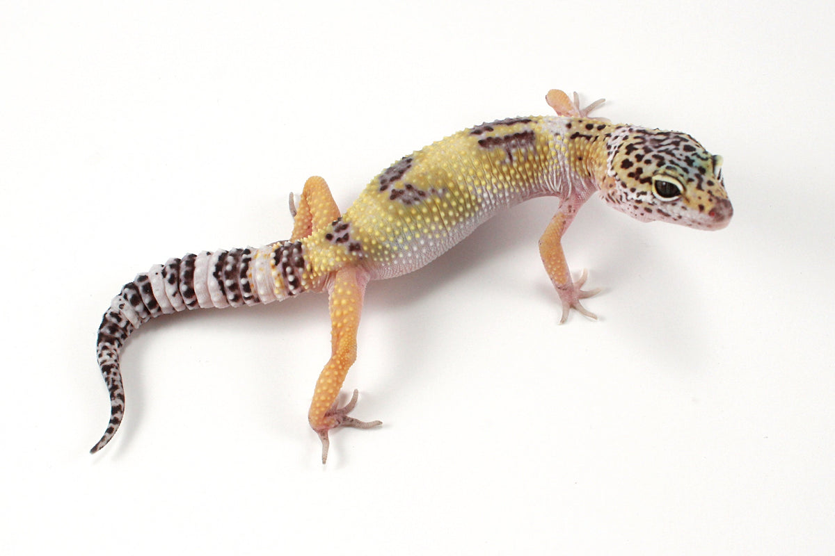 Galaxy X Murphy's Patternless Leopard Gecko