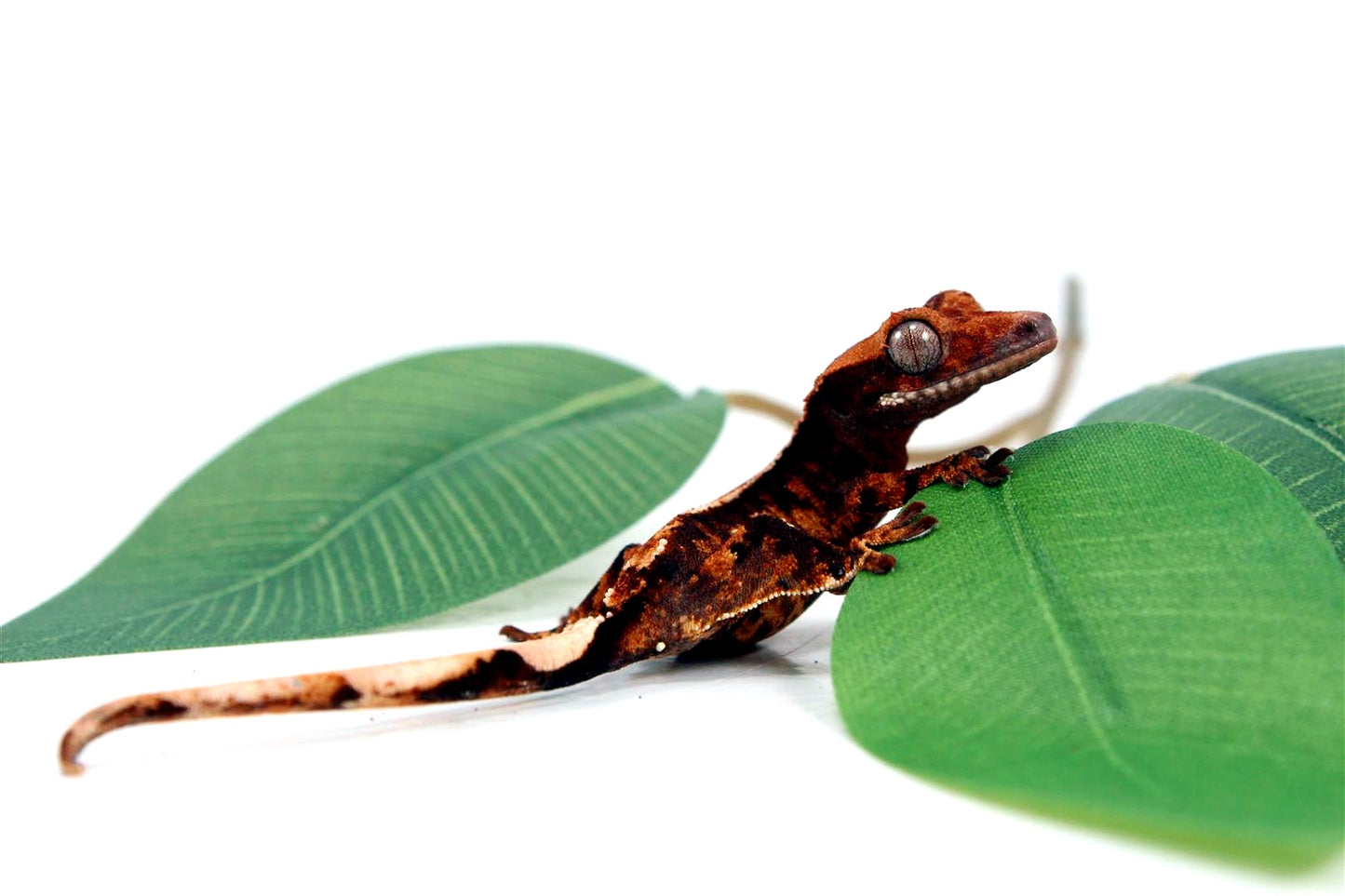 Harlequin Crested Gecko
