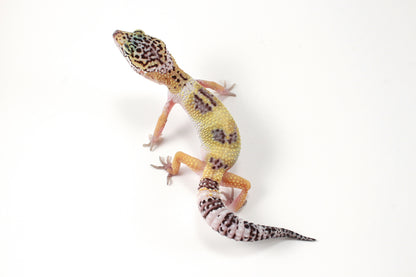 Galaxy X Murphy's Patternless Leopard Gecko