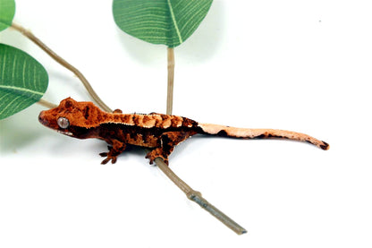 Harlequin Crested Gecko